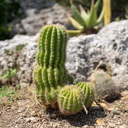 Tenuta Dell'al.ma. Guest house 3*