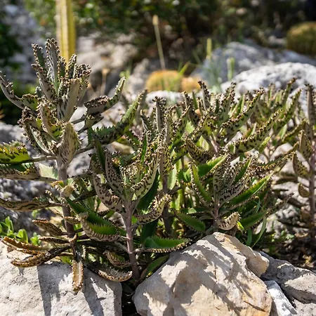 Tenuta Dell'al.ma. 3*