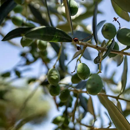 Pensionat Tenuta Dell'al.ma. Amalfi