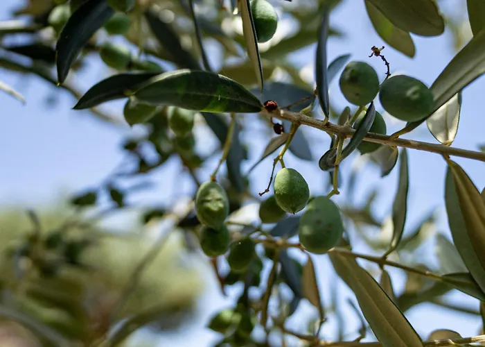Guest house Tenuta Dell'al.ma. Amalfi
