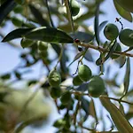 Guest house Tenuta Dell'al.ma. Amalfi