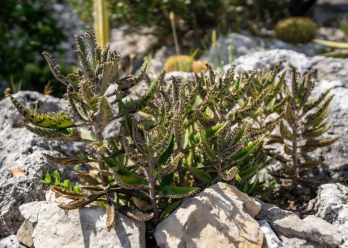 Tenuta Dell'al.ma. 3*